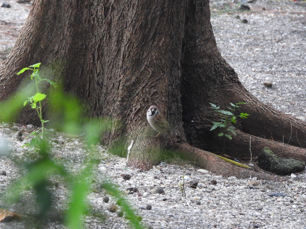 Moineau friquet - ML646838502