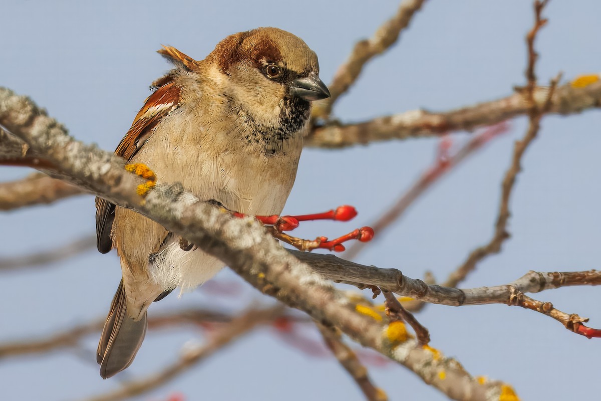 House Sparrow - ML646838504