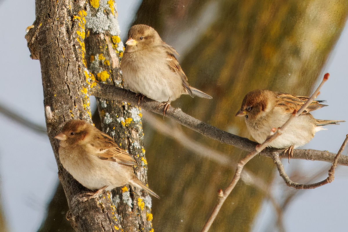 House Sparrow - ML646838505