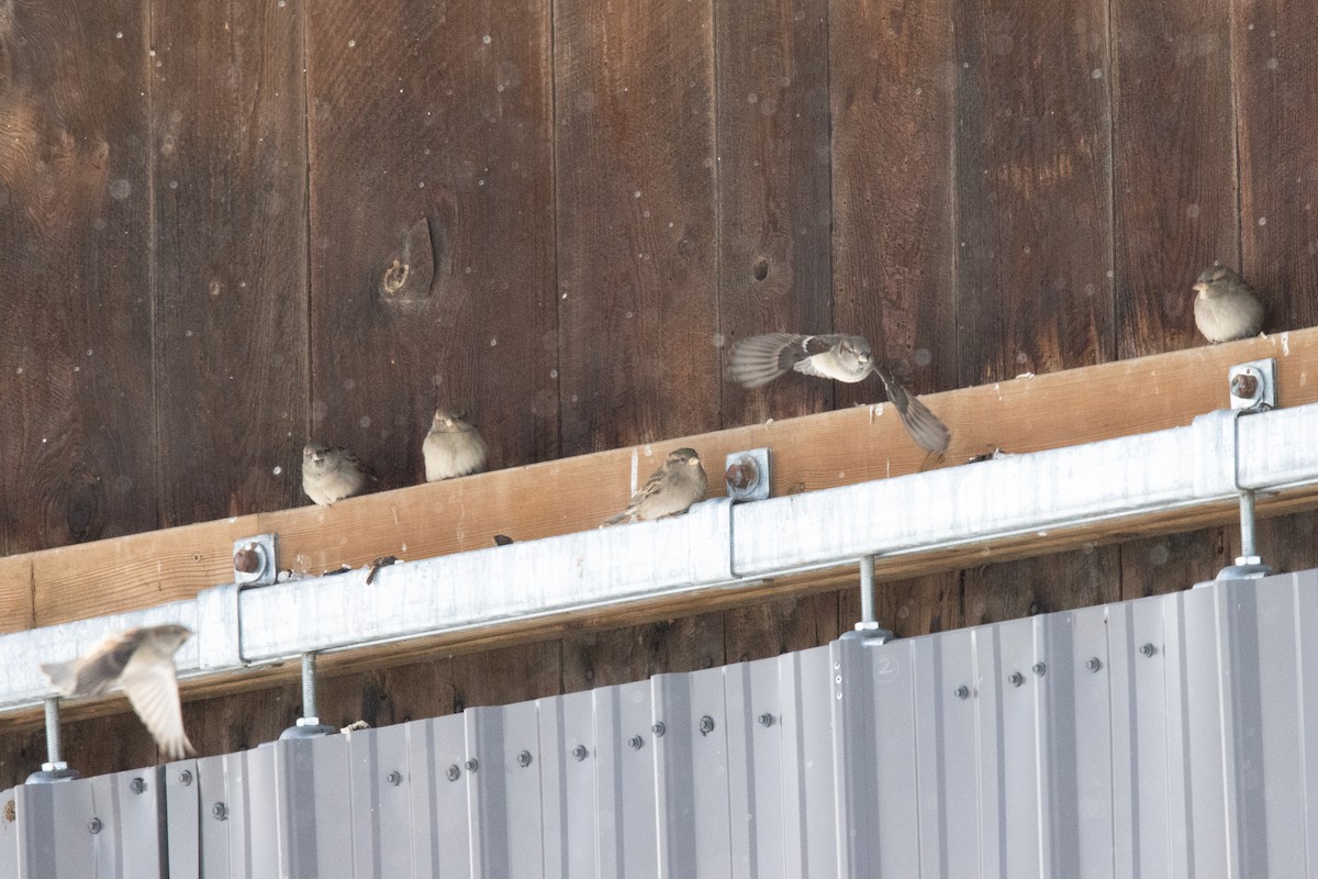 House Sparrow - ML646838506