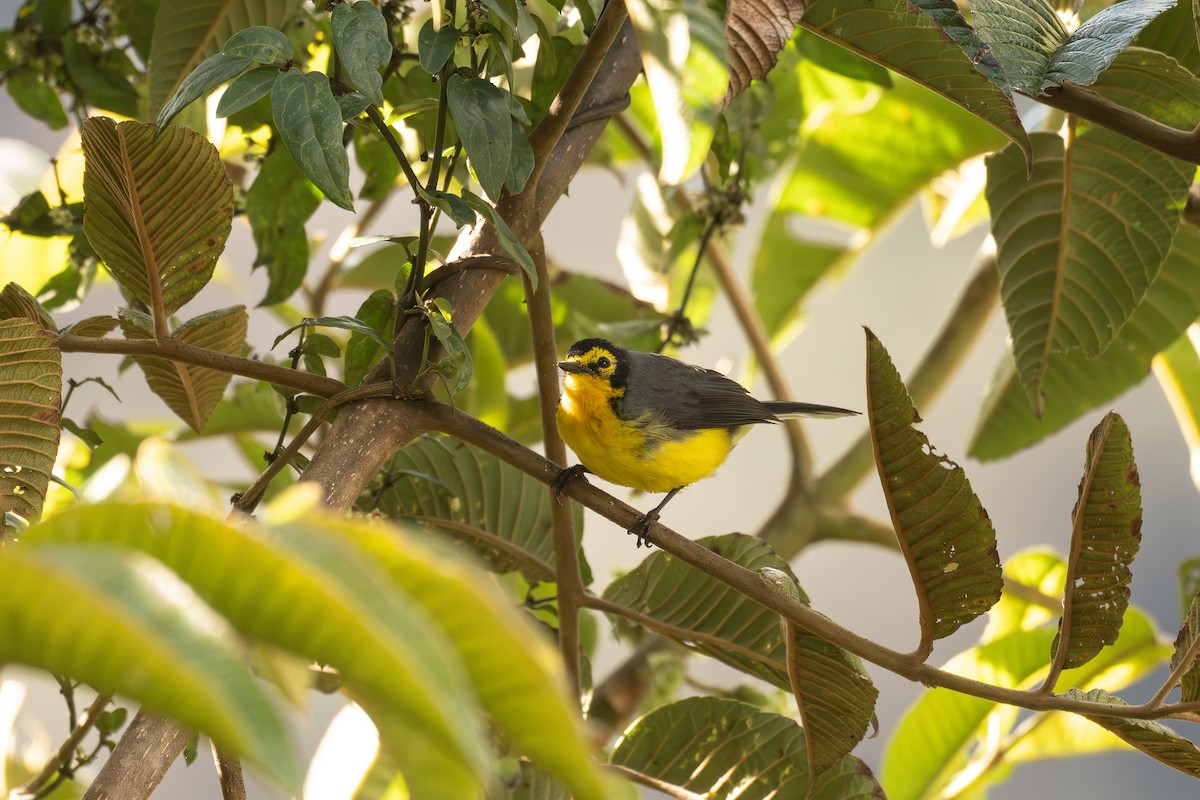Spectacled Redstart - ML646838507