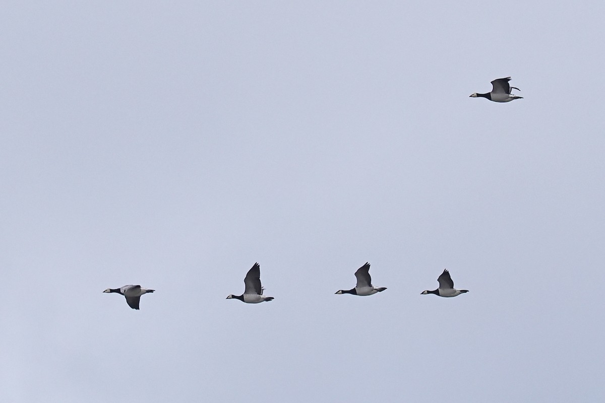 ברנטה לבנת-לחי - ML646838508