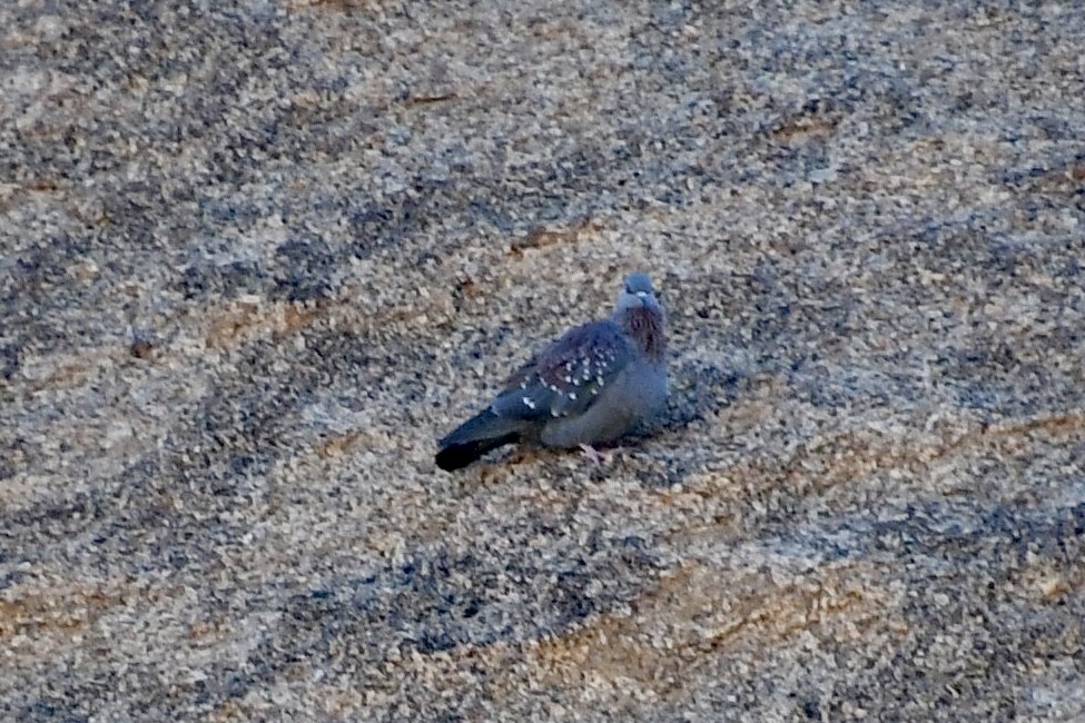 Paloma de Guinea - ML646838509