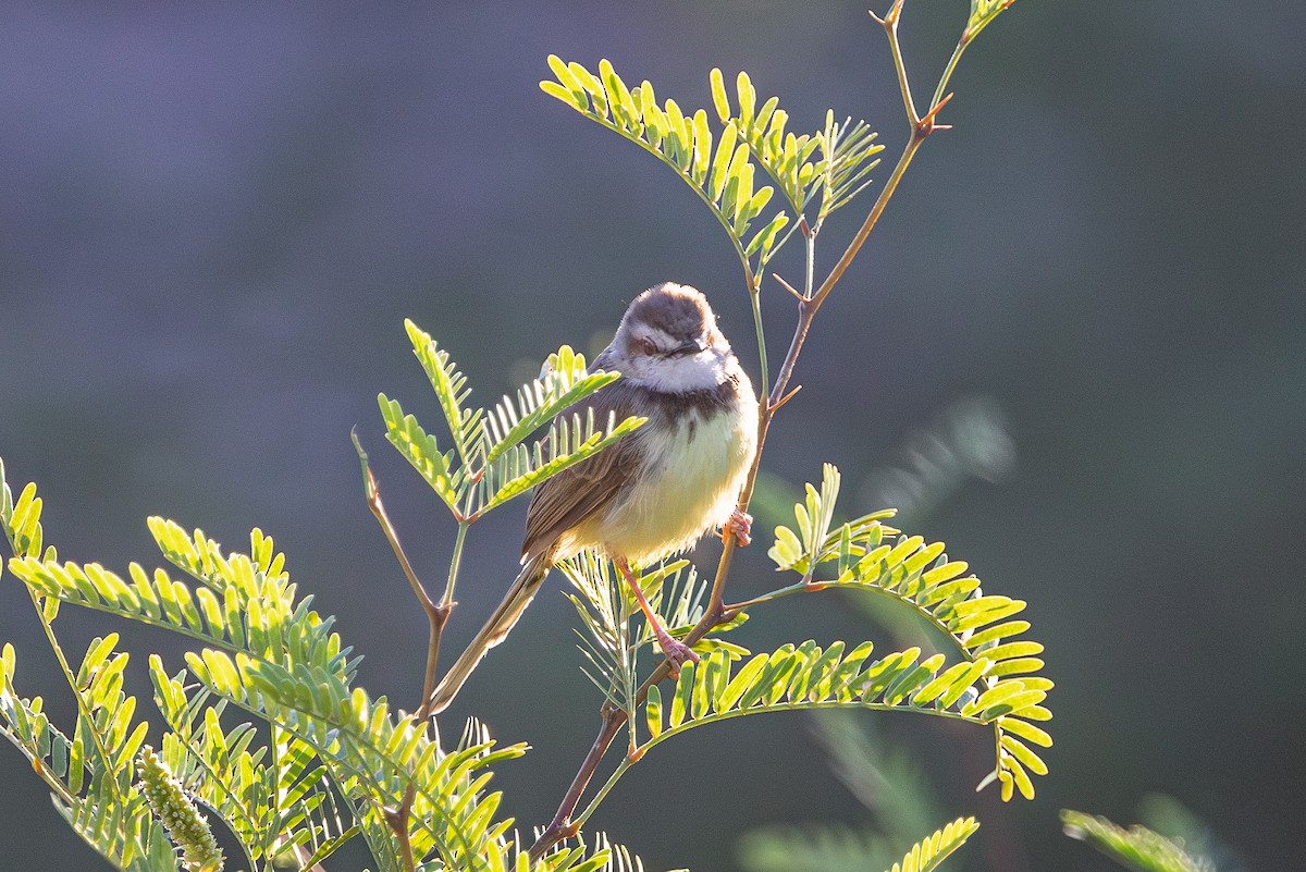 Prinia à plastron - ML646838511