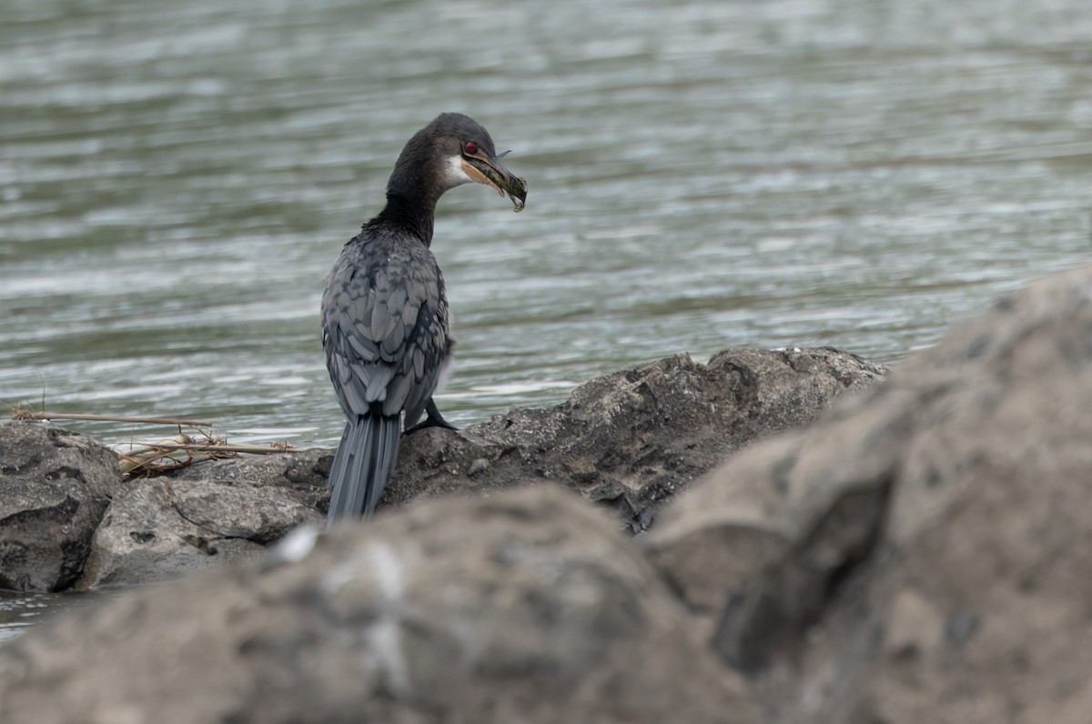 Cormoran africain - ML646838512