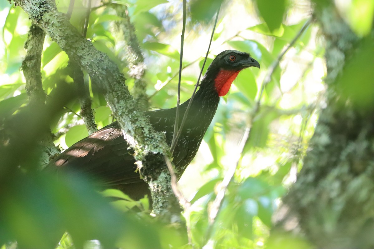 Dusky-legged Guan - ML646838513