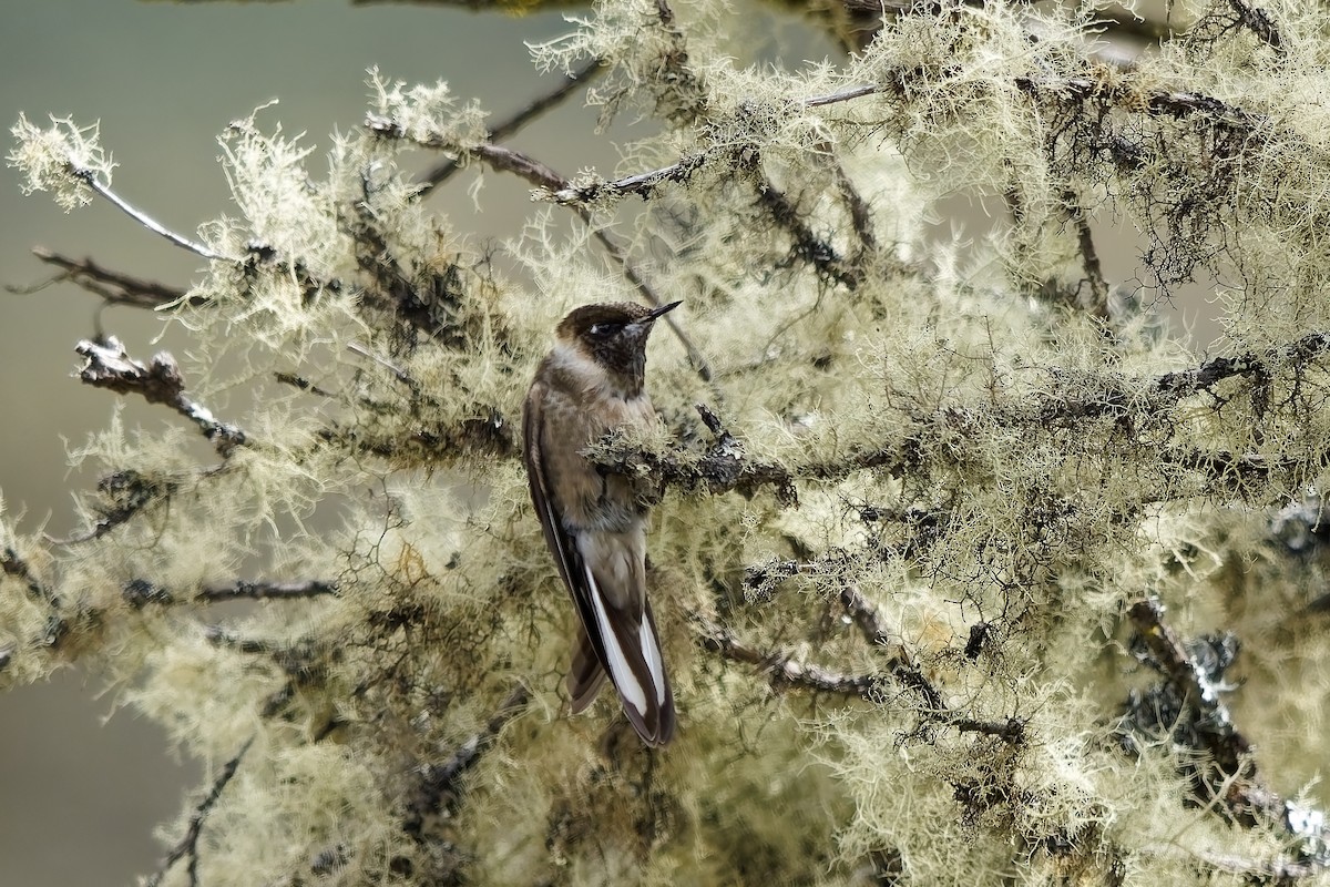 ヘルメットハチドリ - ML646838514