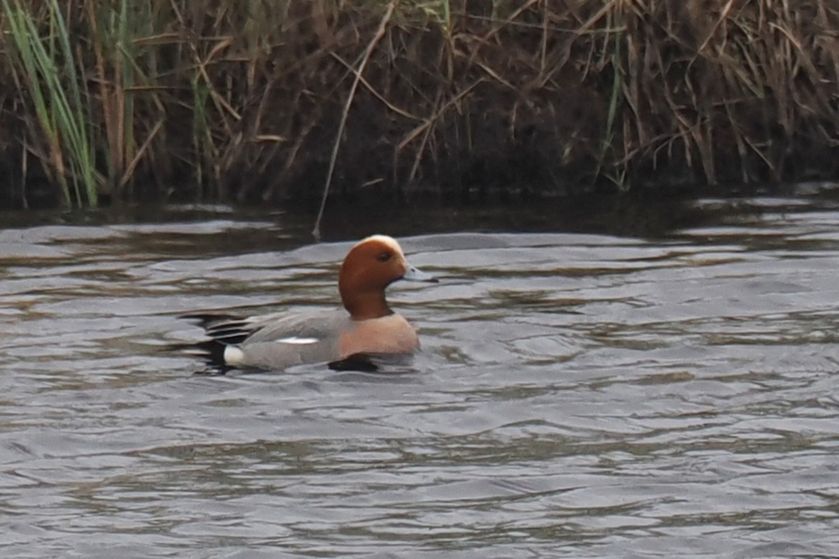 ברווז צהוב-מצח - ML646838515