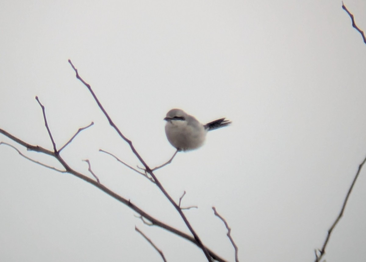 Northern Shrike - ML646838519