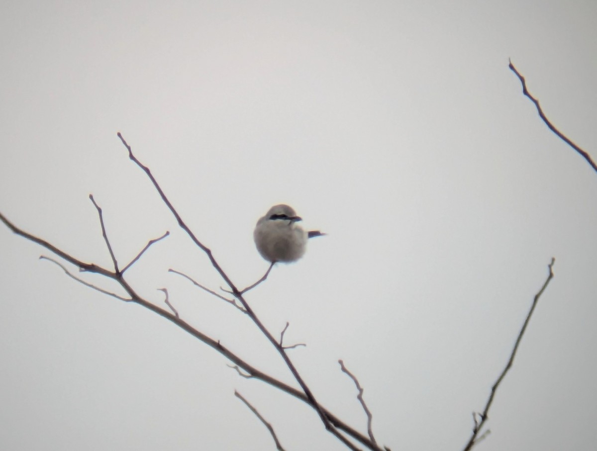 Northern Shrike - ML646838520