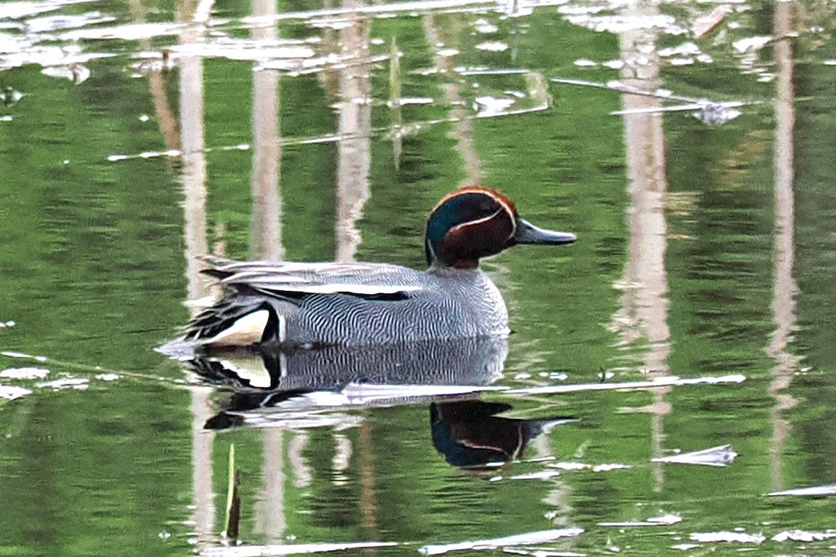 שרשיר מצוי - ML646838521
