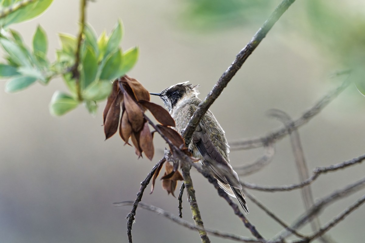 ヘルメットハチドリ - ML646838522