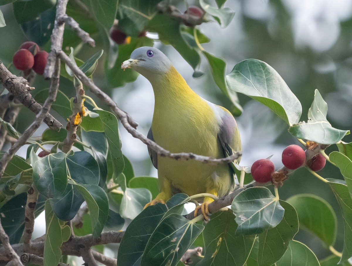 Yellow-footed Green-Pigeon - ML646838523