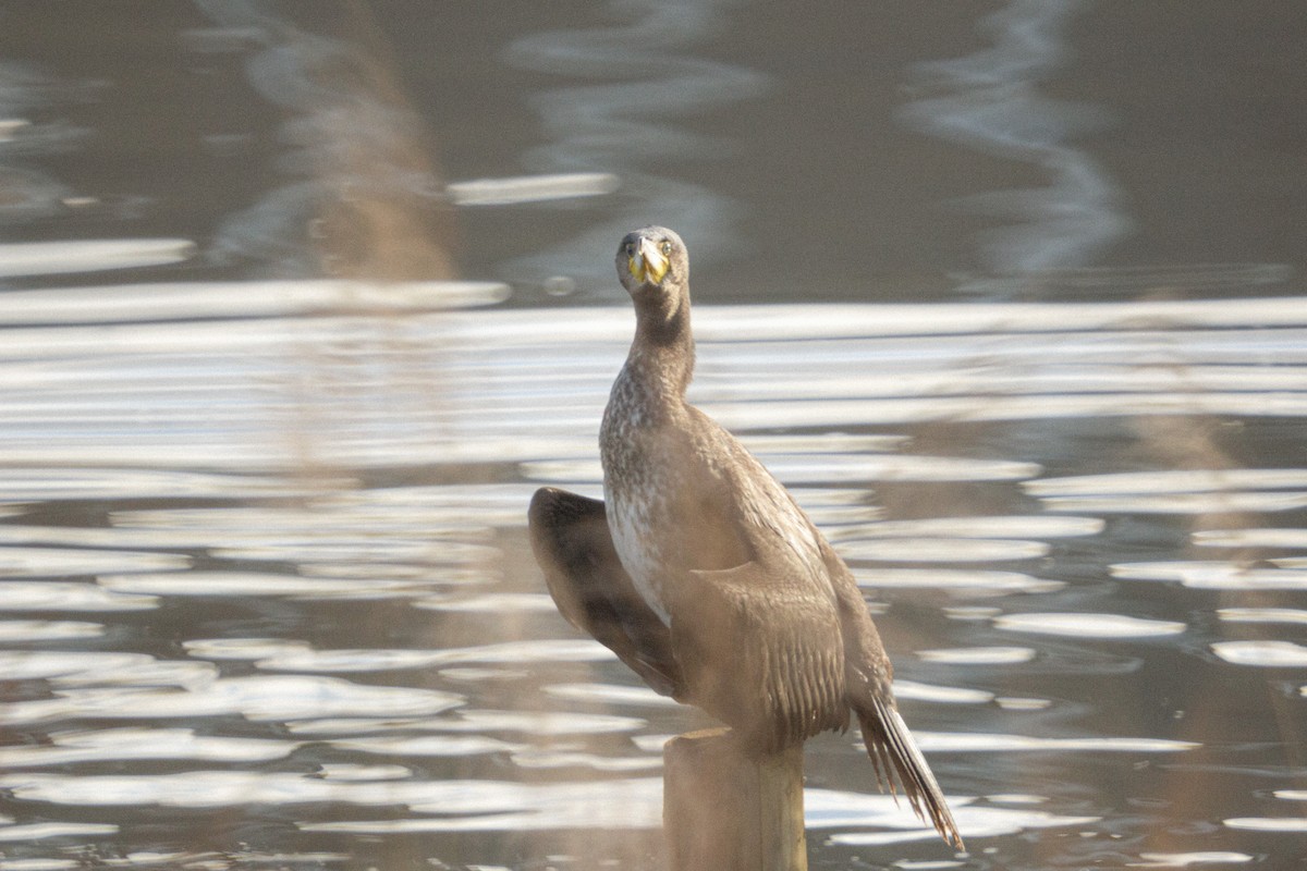 storskarv - ML646838524