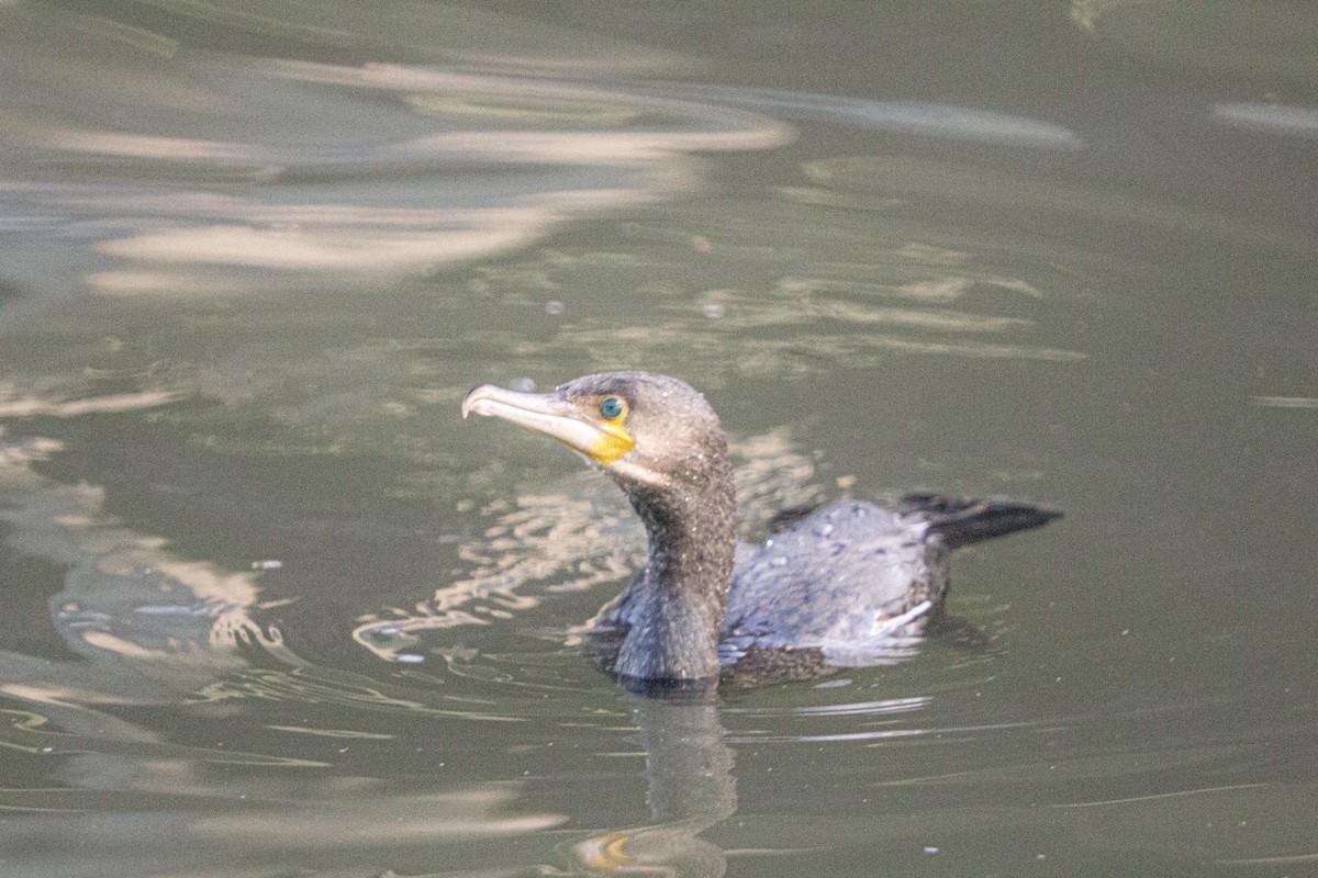 storskarv - ML646838525