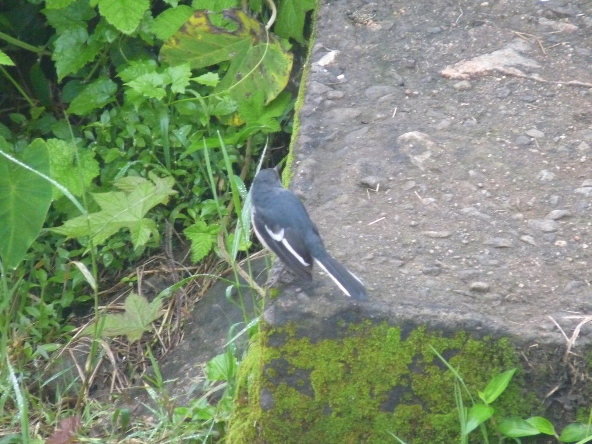 鵲鴝 - ML646838532