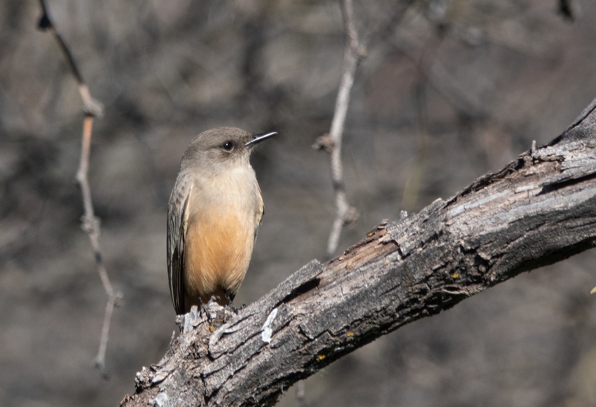 Say's Phoebe - ML646838533