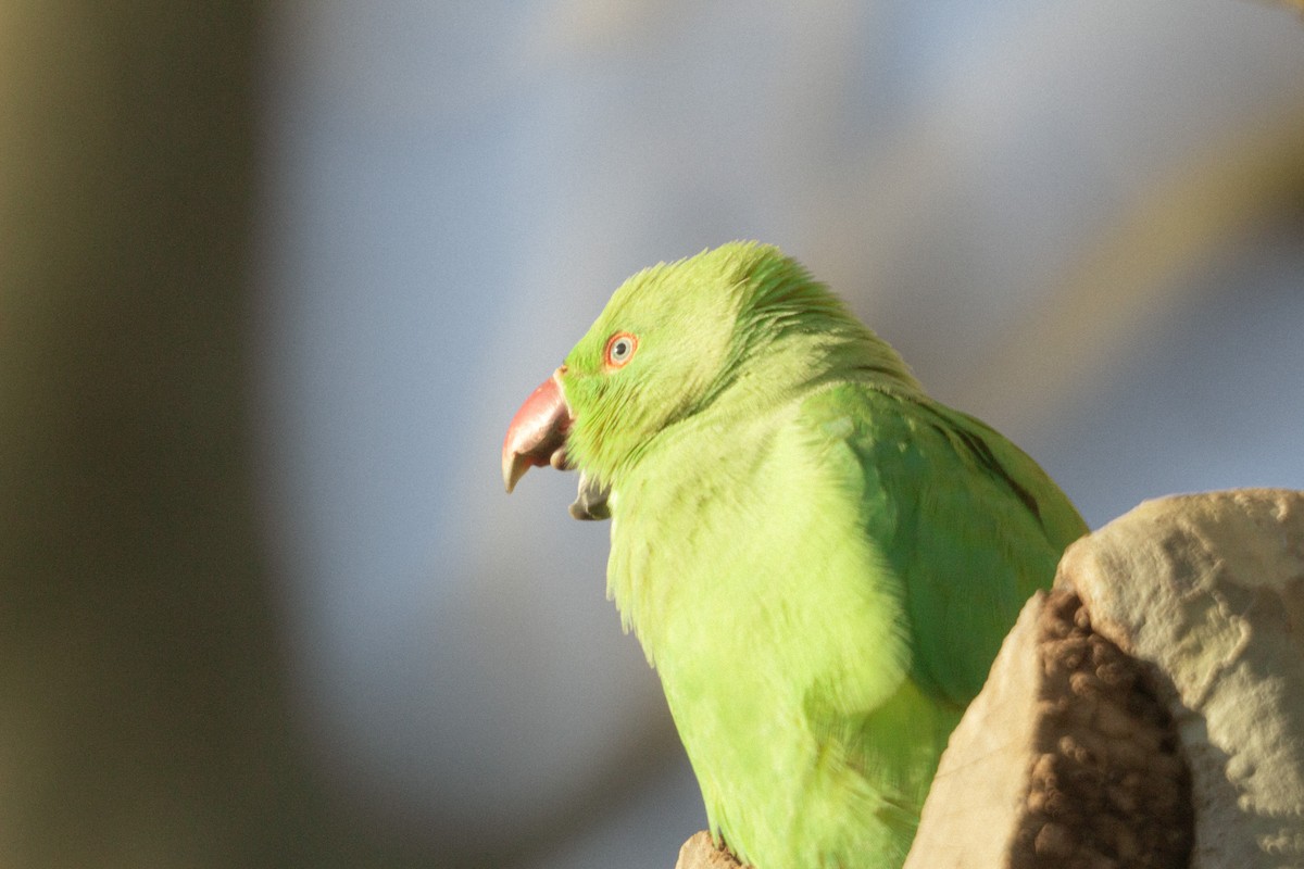 halsbåndparakitt - ML646838534