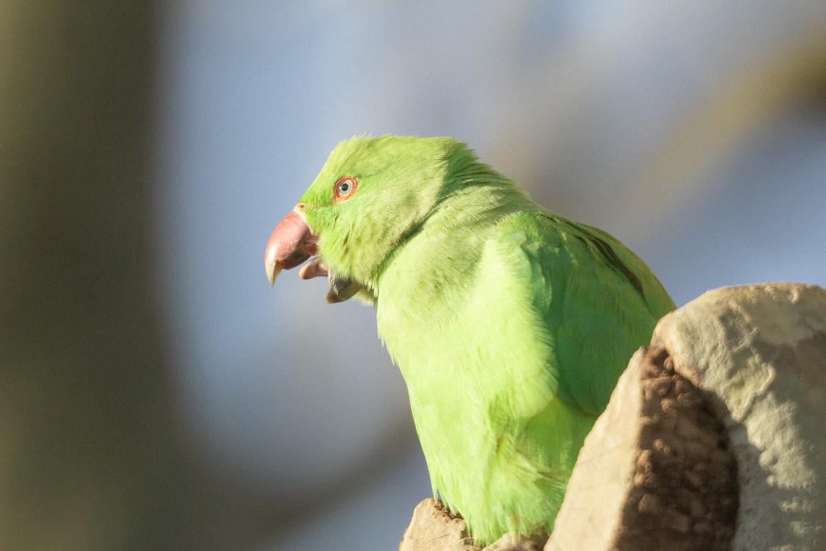 halsbåndparakitt - ML646838535