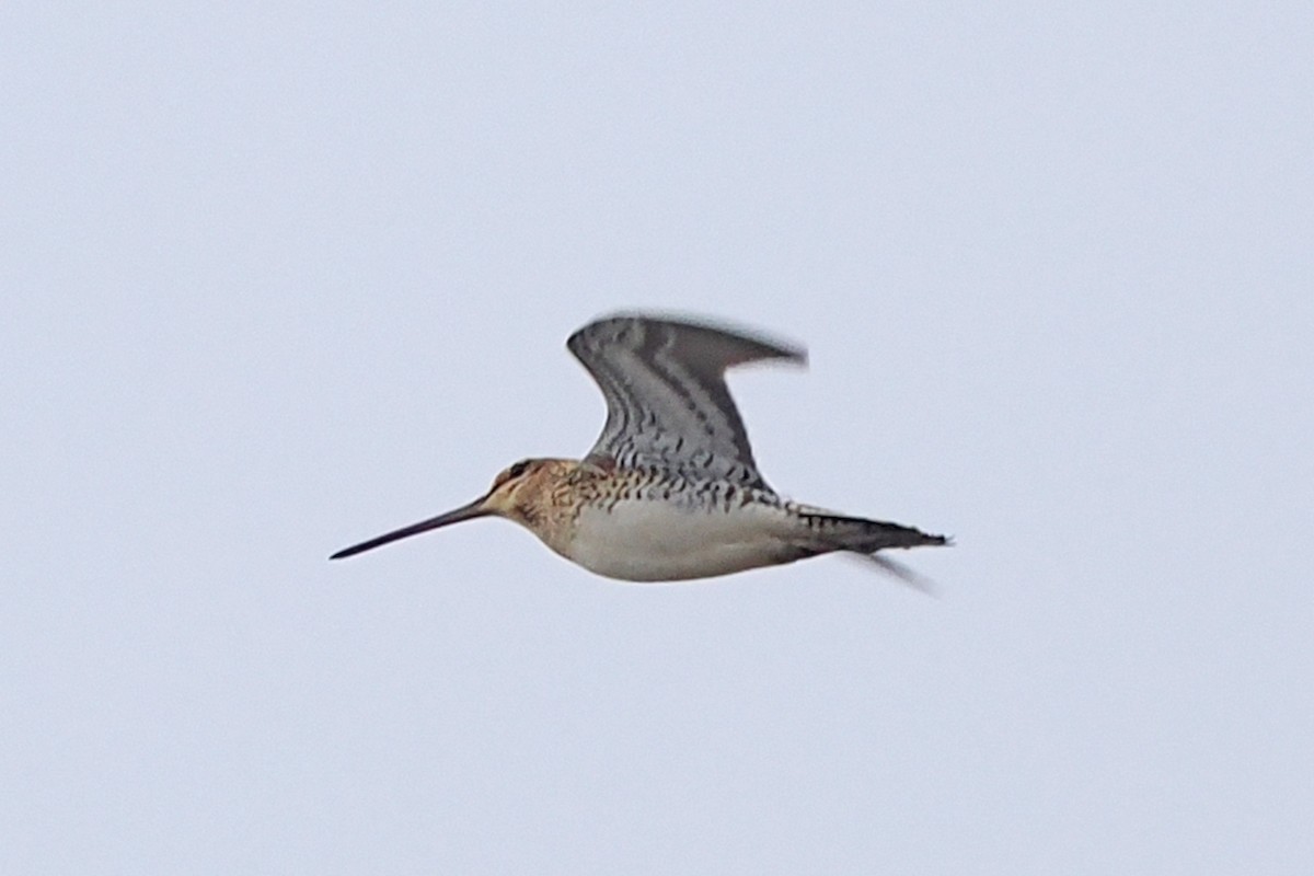 חרטומית ביצות - ML646838536