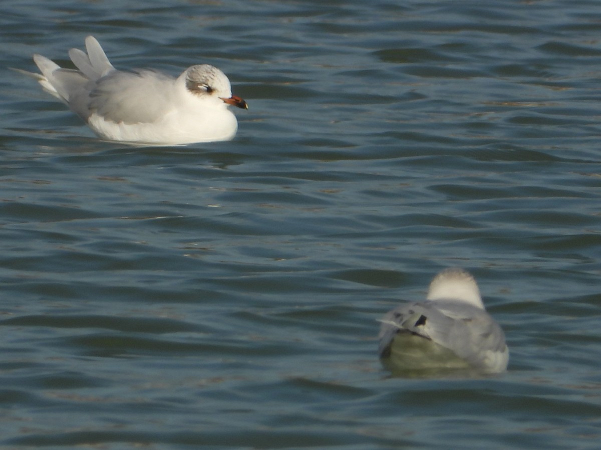 Mediterranean Gull - ML646838542