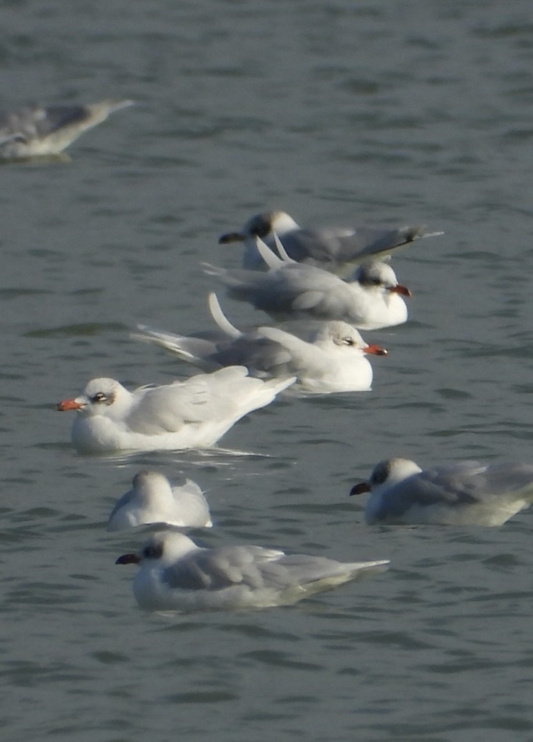 Mediterranean Gull - ML646838543
