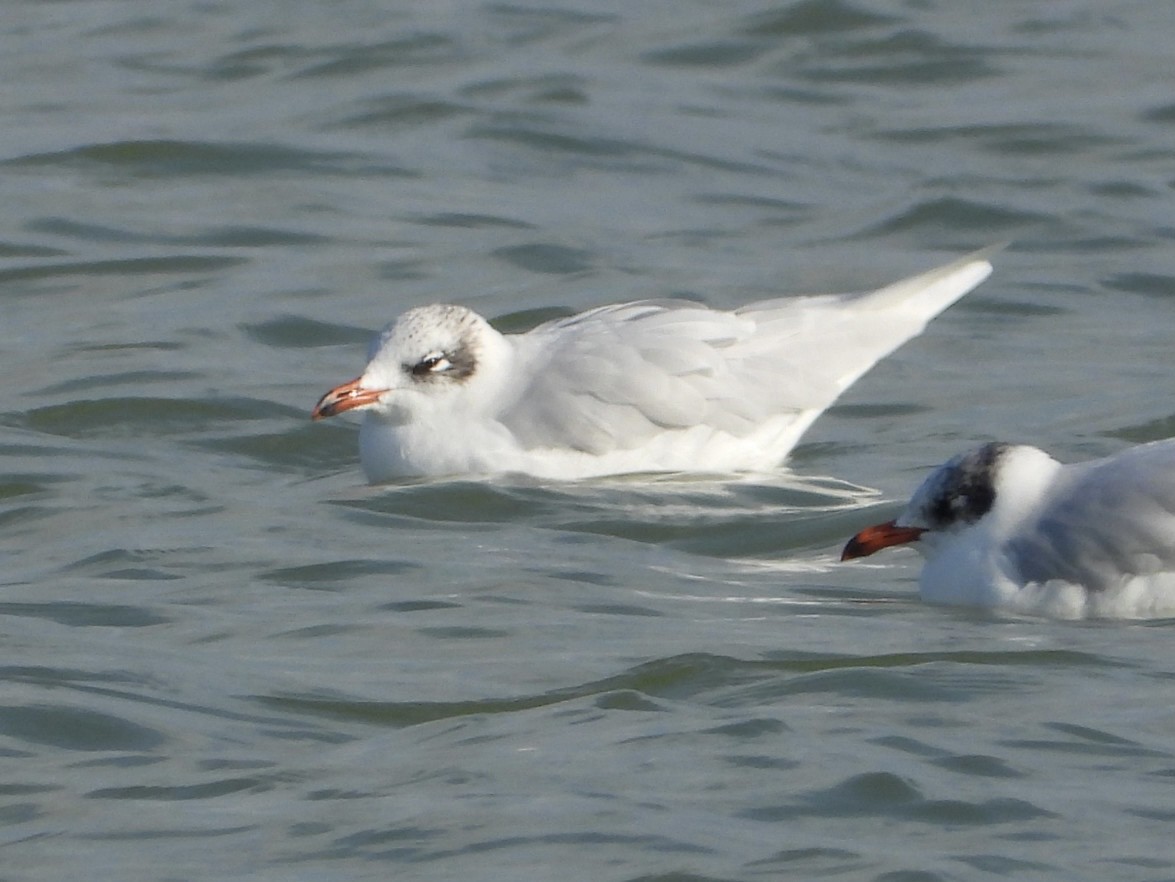 Mediterranean Gull - ML646838544