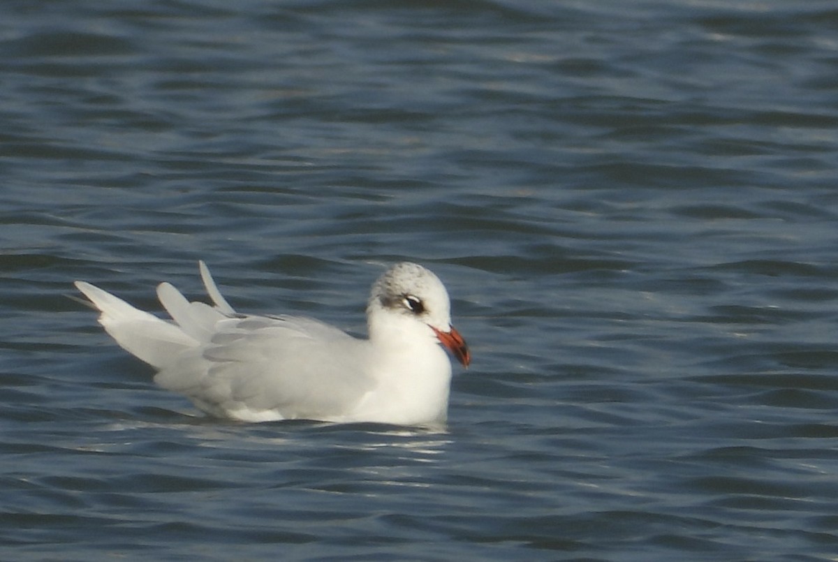 Mediterranean Gull - ML646838545