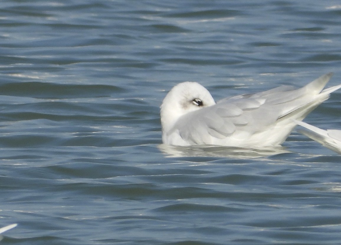 Mediterranean Gull - ML646838546