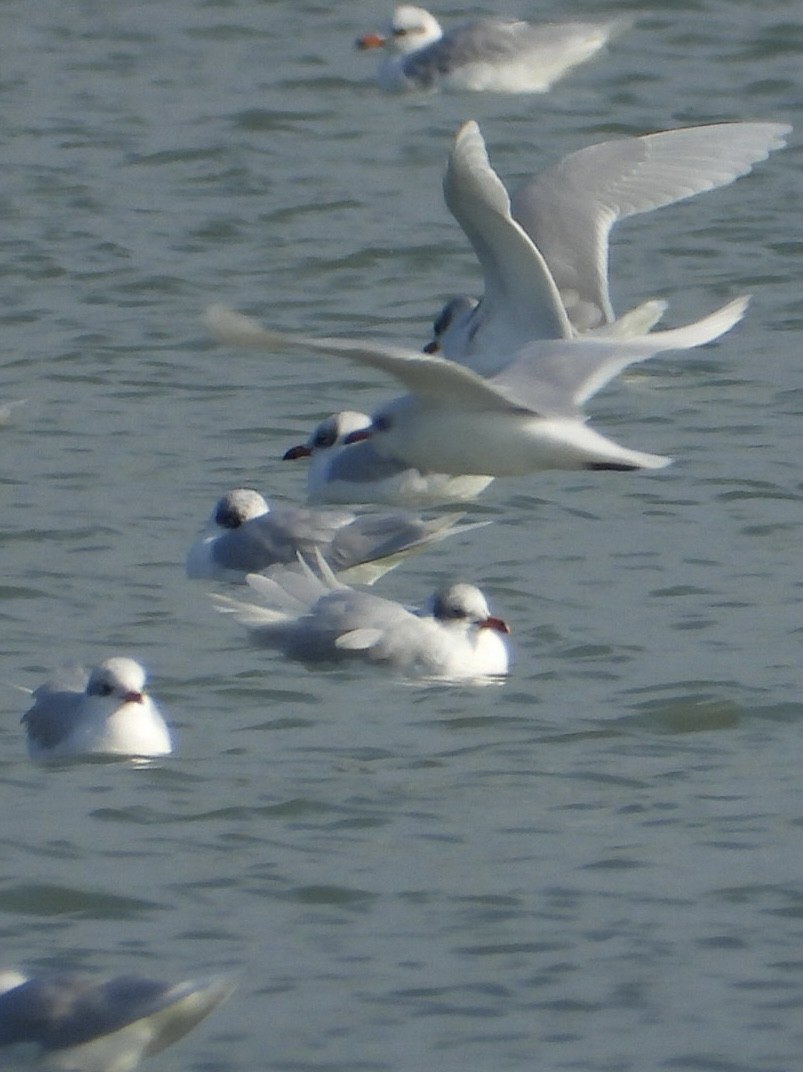 Mediterranean Gull - ML646838547