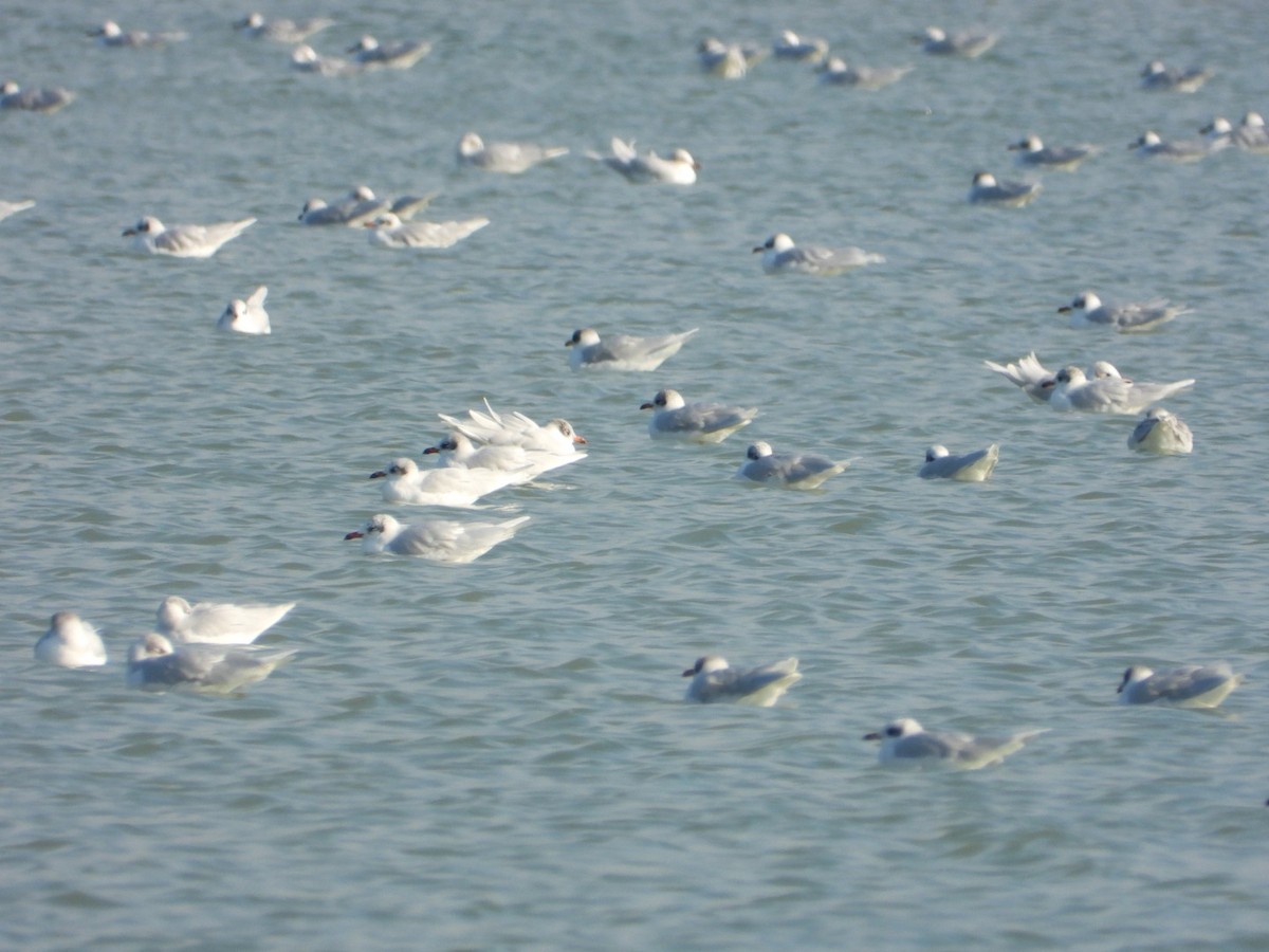 Mediterranean Gull - ML646838548