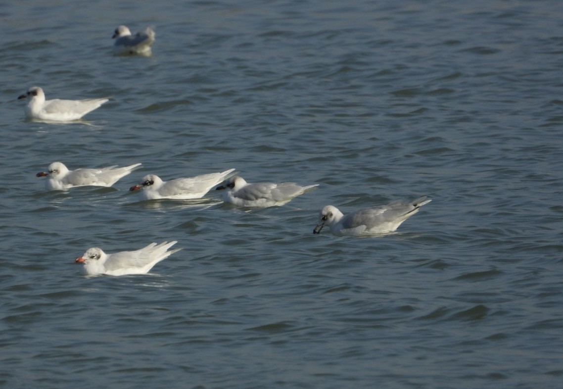Mediterranean Gull - ML646838549