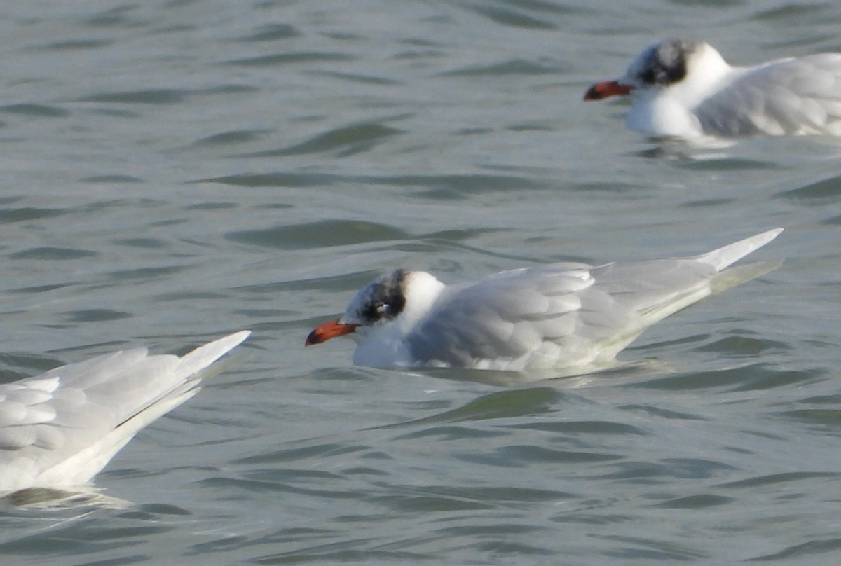 Mediterranean Gull - ML646838550