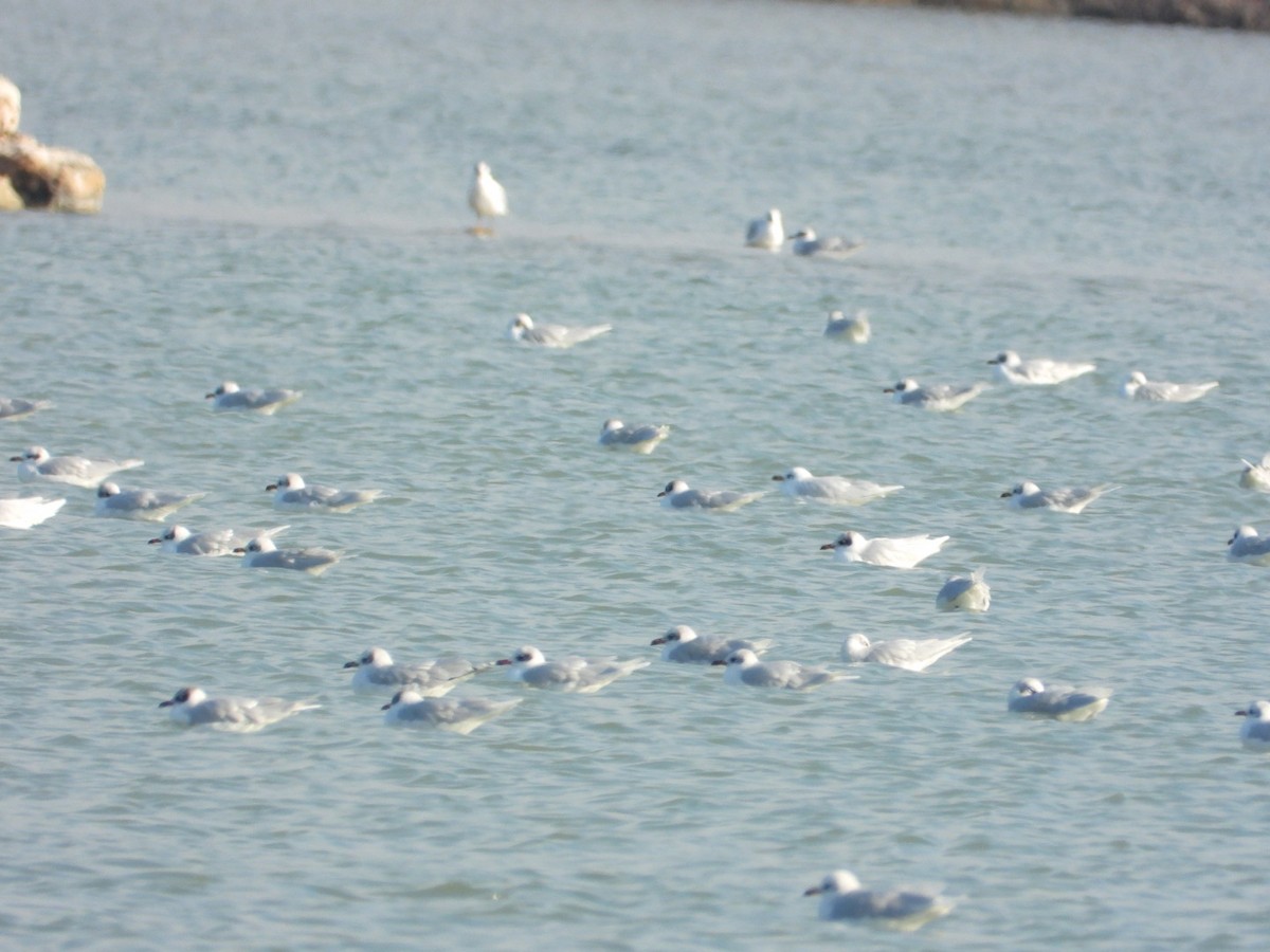 Mediterranean Gull - ML646838551