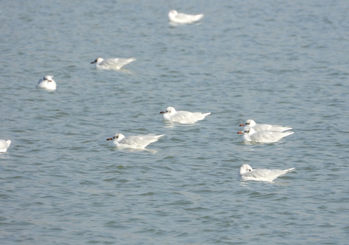 Mediterranean Gull - ML646838552
