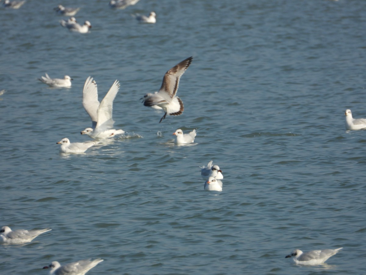 Mediterranean Gull - ML646838553