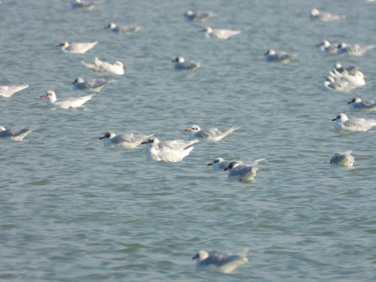 Mediterranean Gull - ML646838554