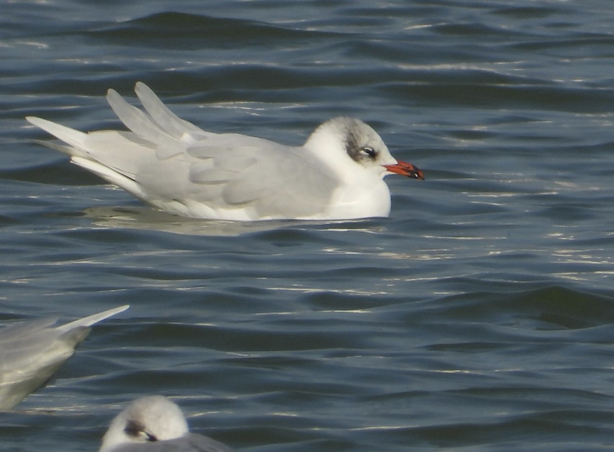 Mediterranean Gull - ML646838555
