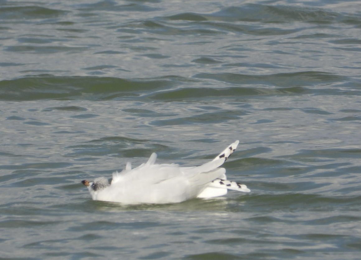 Mediterranean Gull - ML646838556