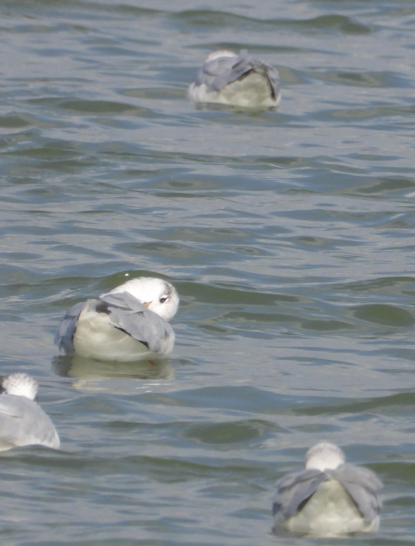 Mediterranean Gull - ML646838557