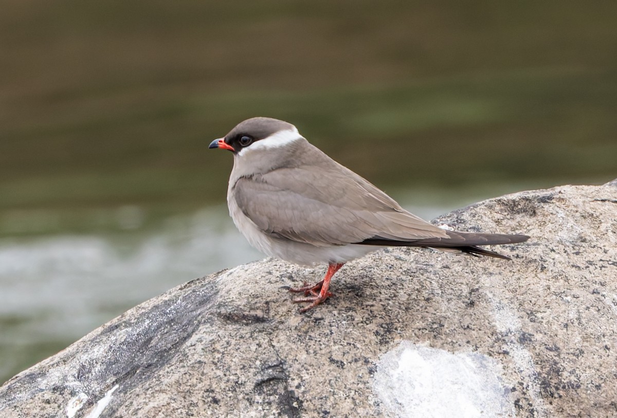 Glaréole auréolée - ML646838558