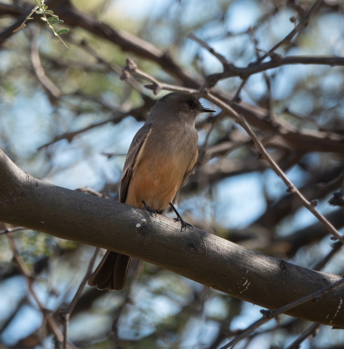 Say's Phoebe - ML646838559