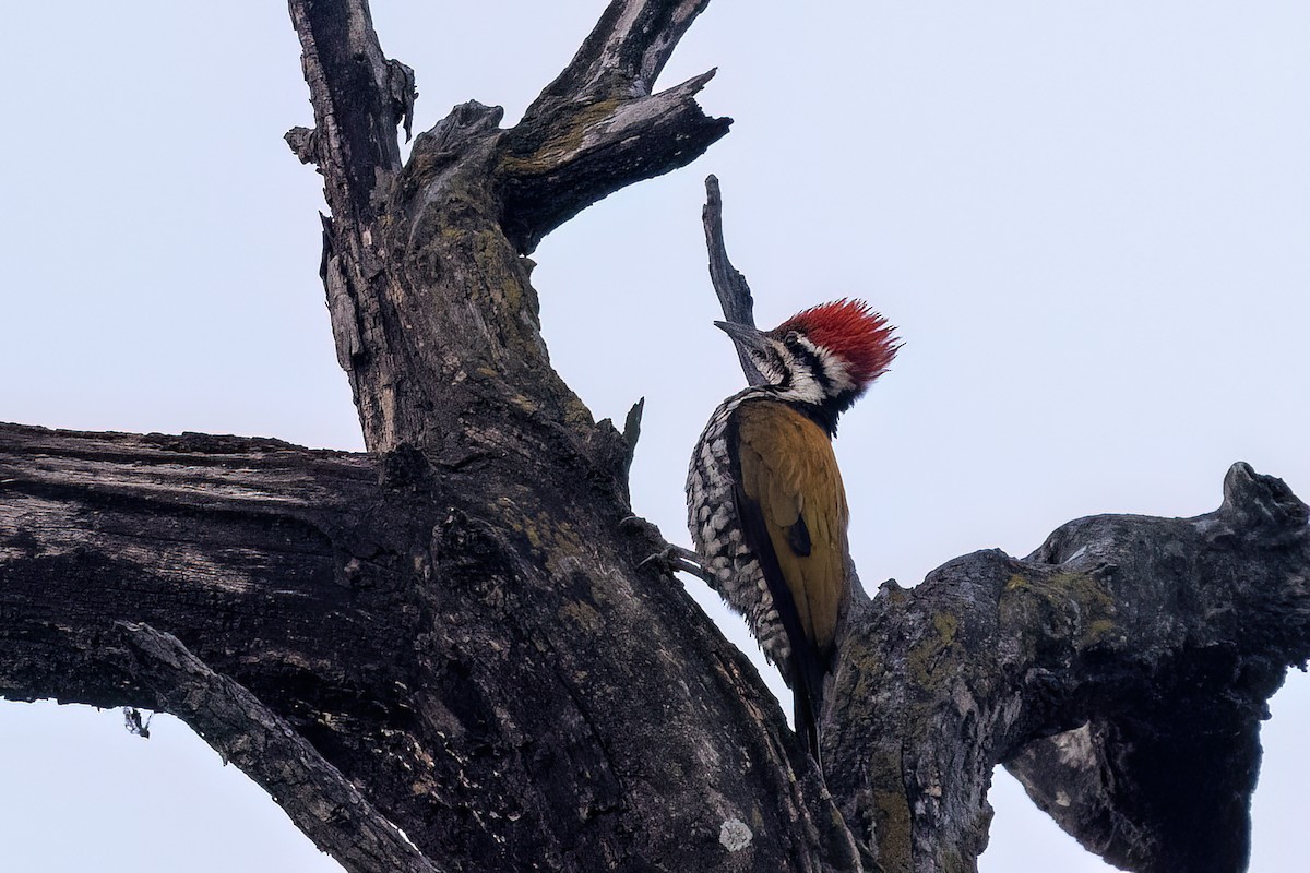 Himalayan Flameback - ML646838560
