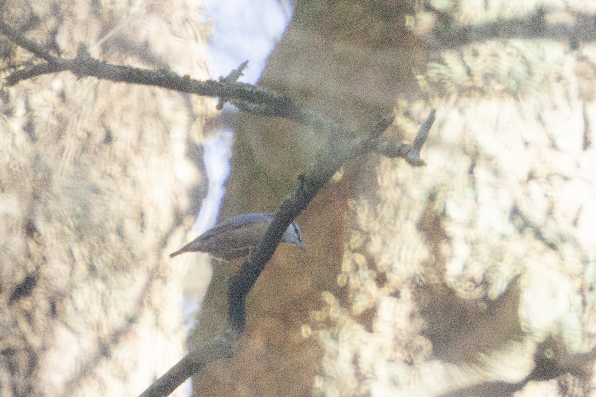 spettmeis - ML646838561