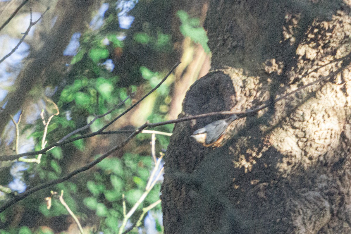 spettmeis - ML646838562