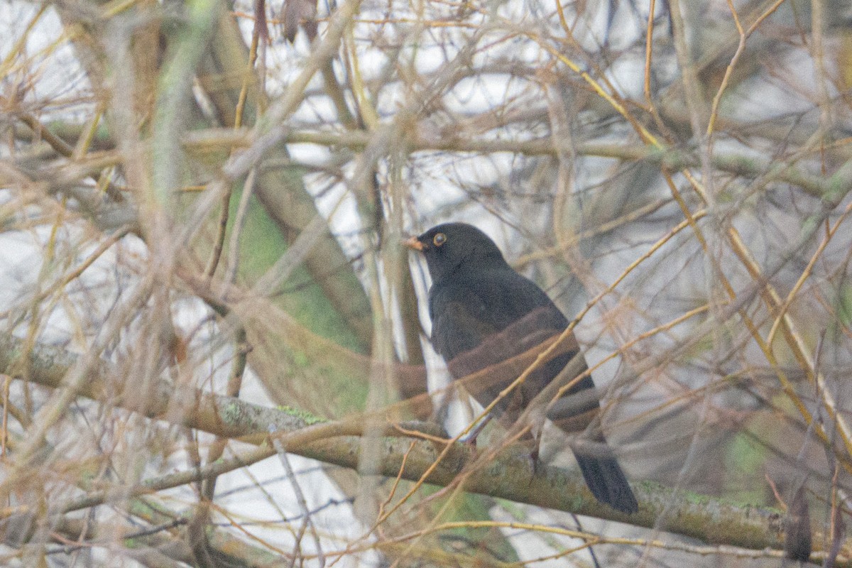 svarttrost - ML646838566