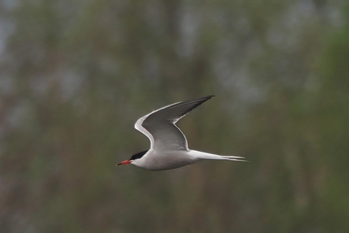 Common Tern - ML646838567