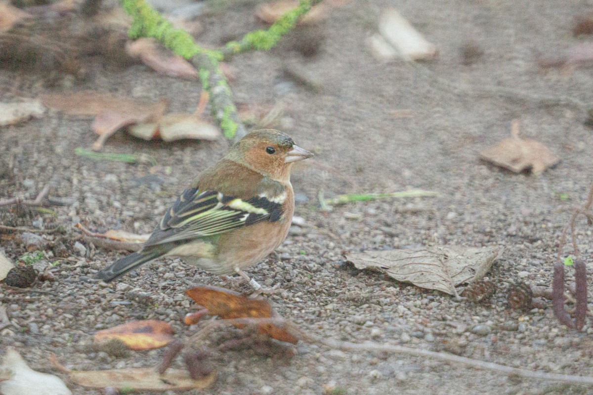 bokfink - ML646838568