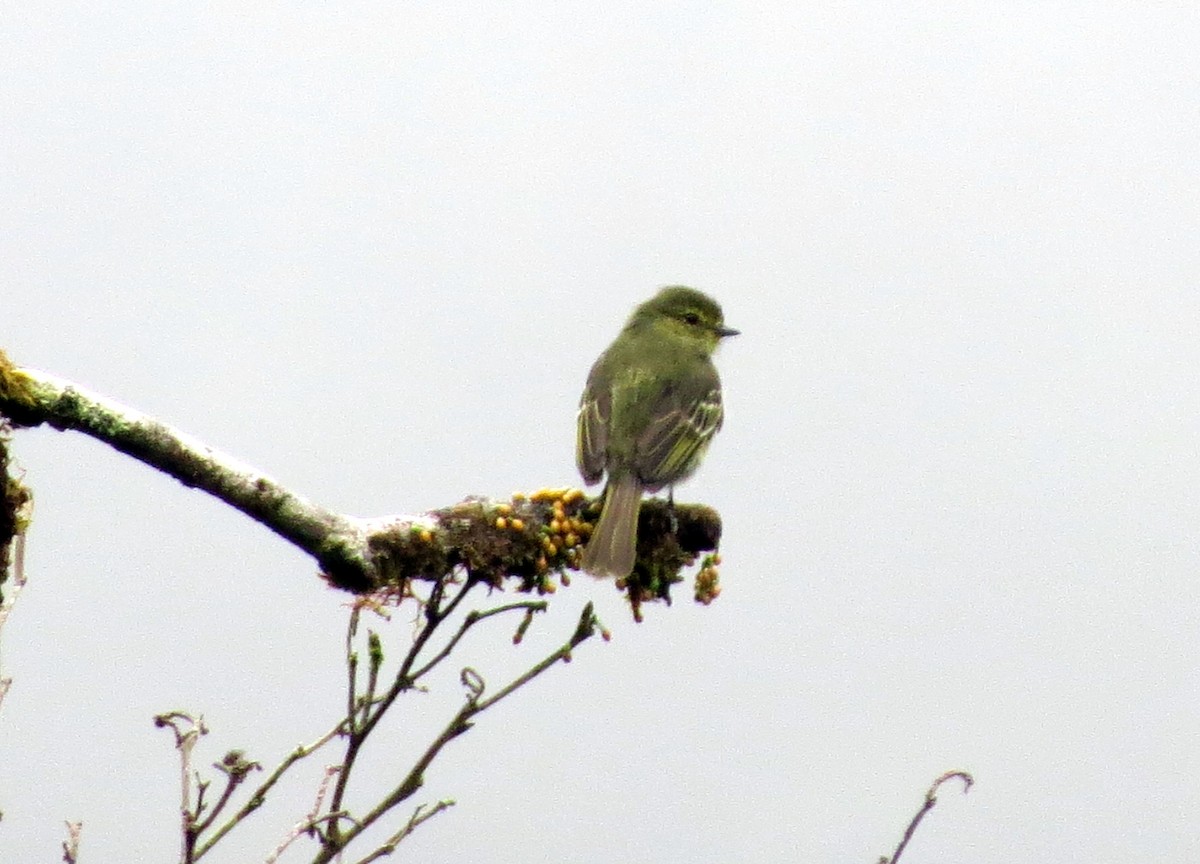 Golden-faced Tyrannulet - ML646838570