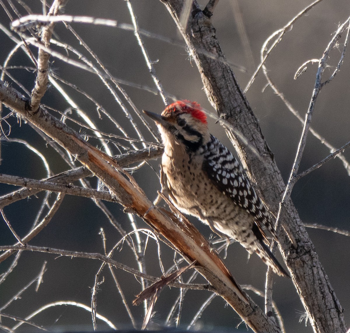 Ladder-backed Woodpecker - ML646838574